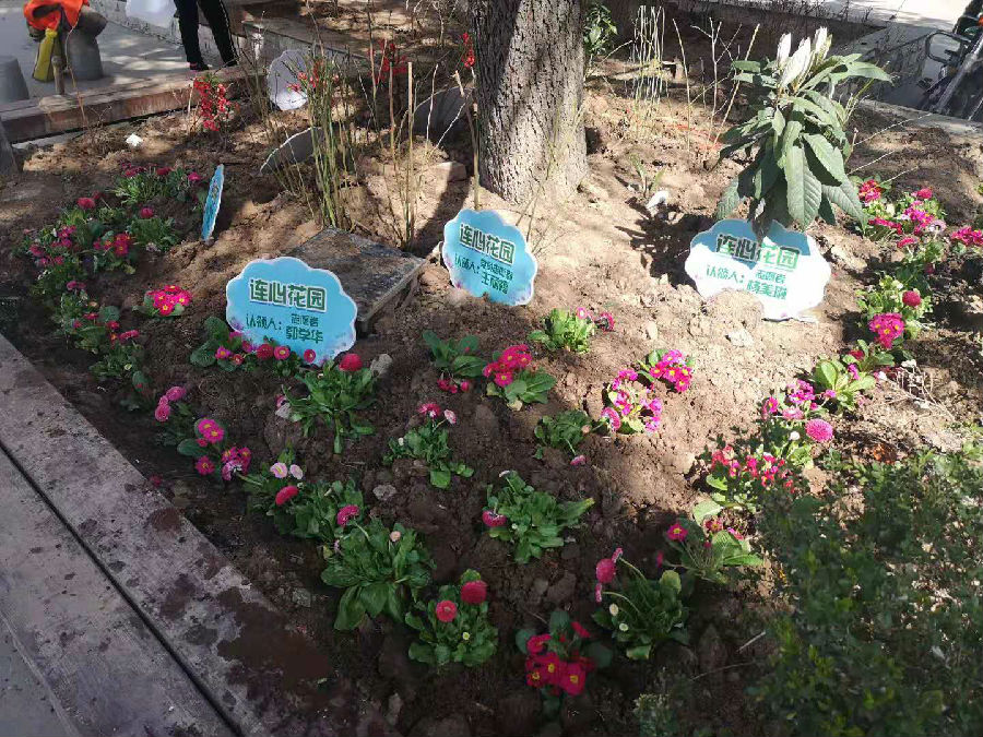 沿河社区“连心花园”绿植认领启动仪式5.jpg